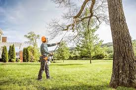 Best Palm Tree Trimming  in Waverly, NE