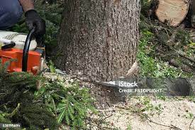 How Our Tree Care Process Works  in  Waverly, NE