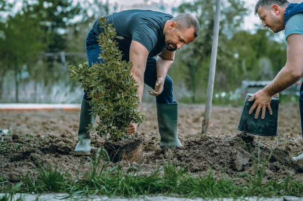 Lawn Maintenance Plans in Waverly, NE