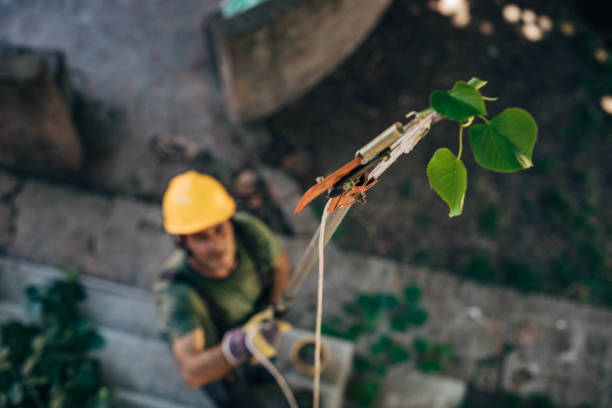 Best Tree Trimming and Pruning  in Waverly, NE