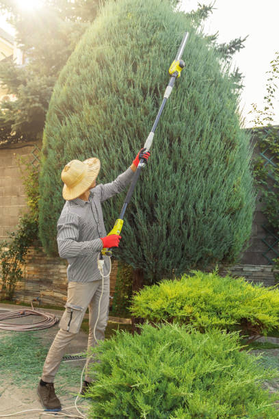 Best Storm Damage Tree Cleanup  in Waverly, NE