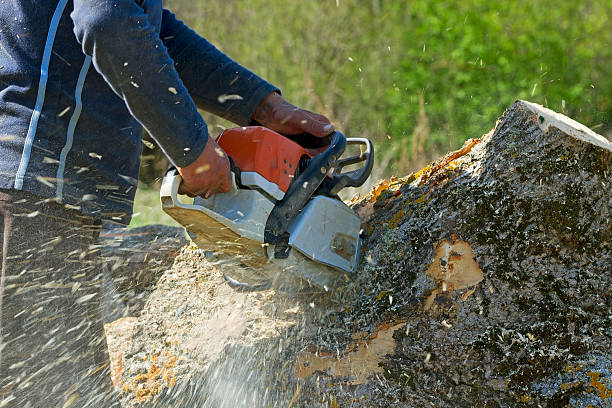 Best Tree Disease Treatment  in Waverly, NE
