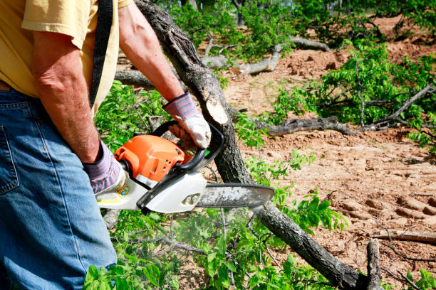 Best Lawn Watering Services  in Waverly, NE